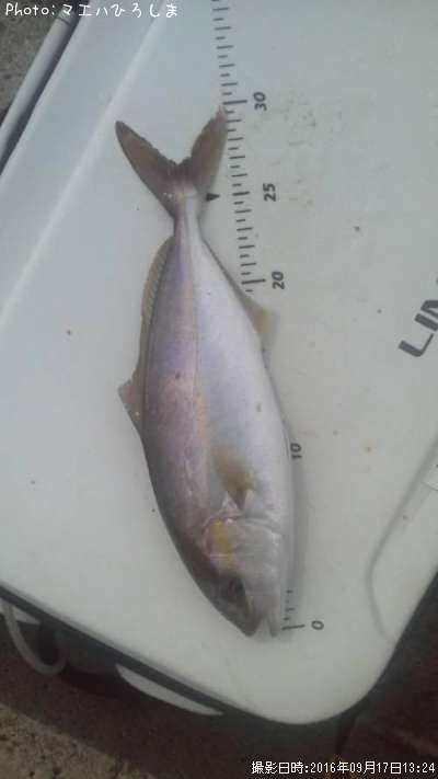 �����ӥ�