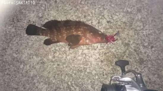 �����ϥ�