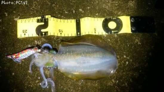 �����ꥤ��