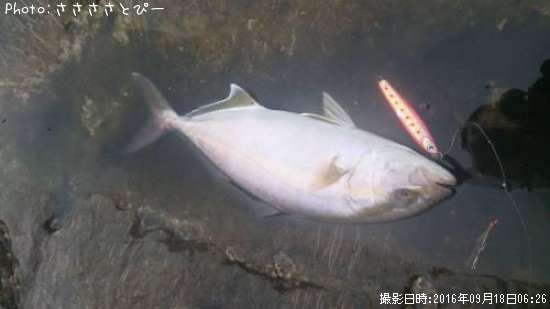 ���祴�����ޥ������