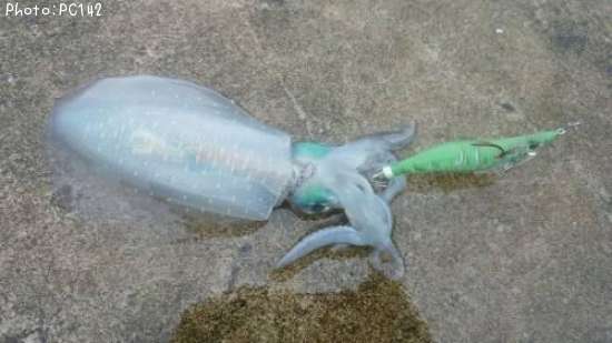 �����ꥤ��