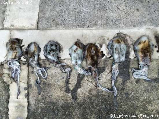 �����ꥤ��