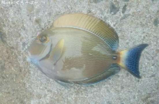 ������ϥ�