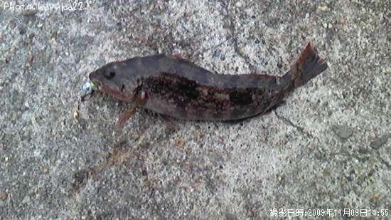 �����ʥ�