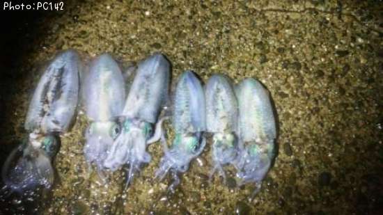 �����ꥤ��