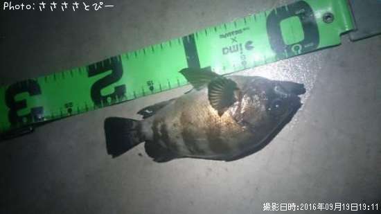 ��Х�������Х�