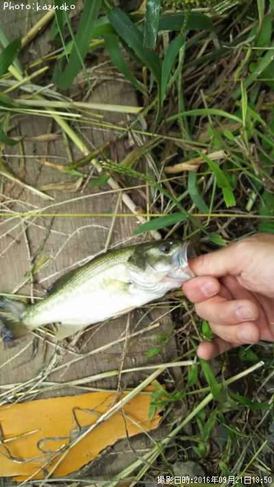 �֥�å��Х�