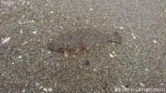 �ҥ��ʥ�����