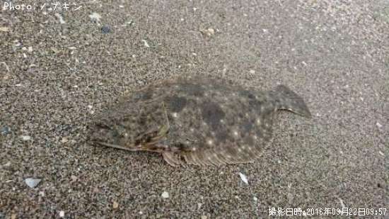 �ҥ��ʥ�����