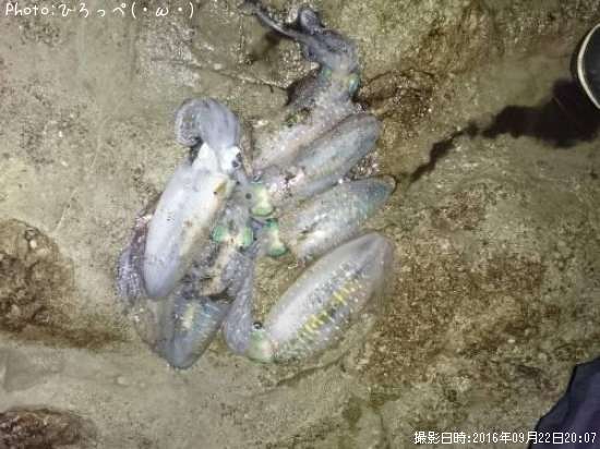 �����ꥤ��