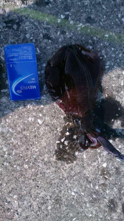 �����ꥤ��