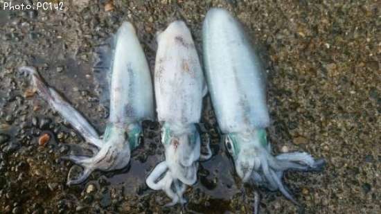 �����ꥤ��