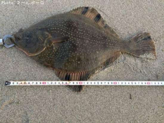 �ޥ����쥤