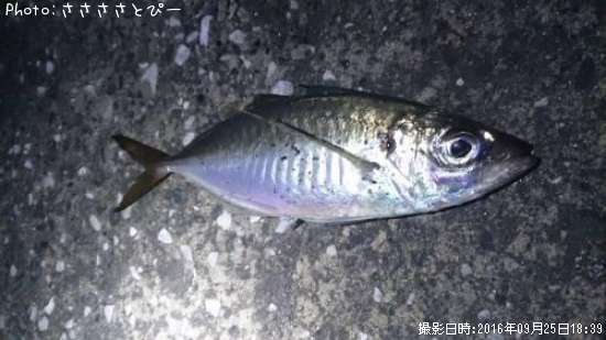 �����������Х�