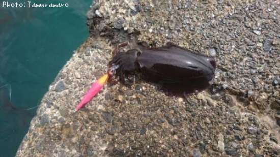 �����ꥤ��