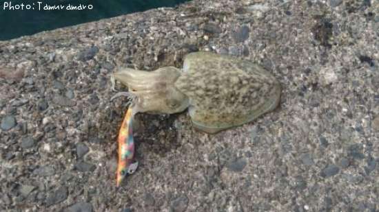 ��󥴥�����