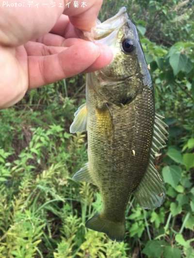 �֥�å��Х�