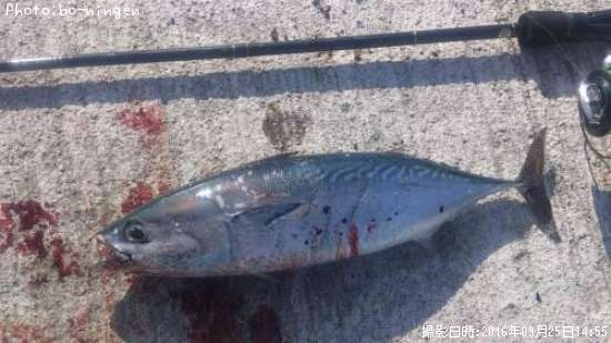 ���������ĥ�