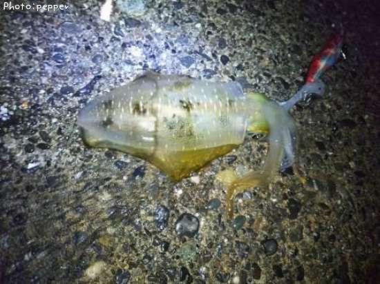 �����ꥤ��