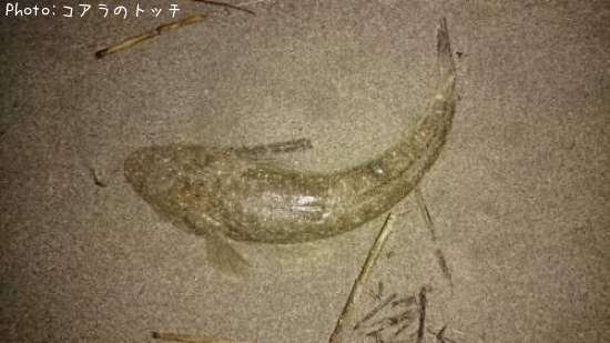 �ޥ���