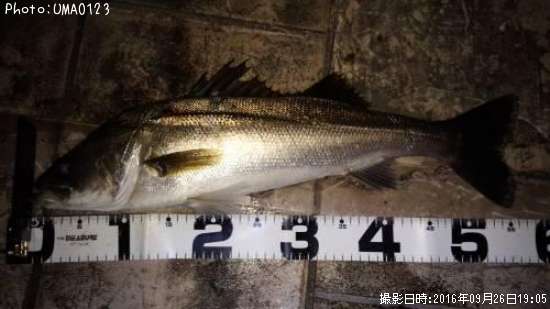 �����Х�