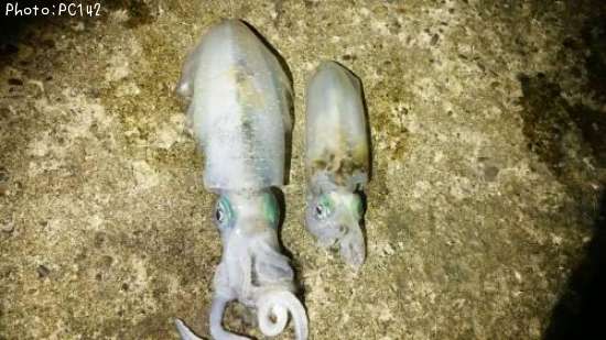 �����ꥤ��