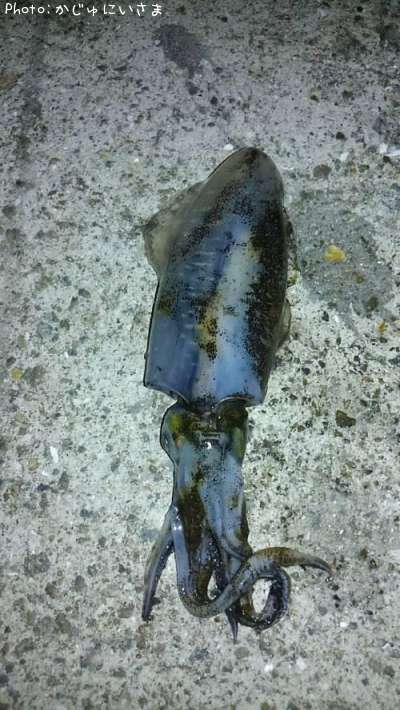 �����ꥤ��