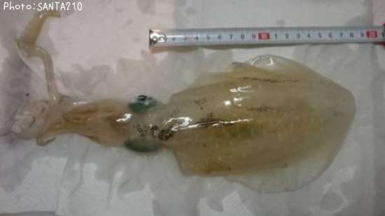 �����ꥤ��