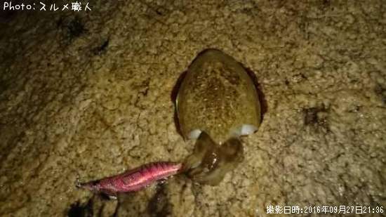 ��󥴥�����