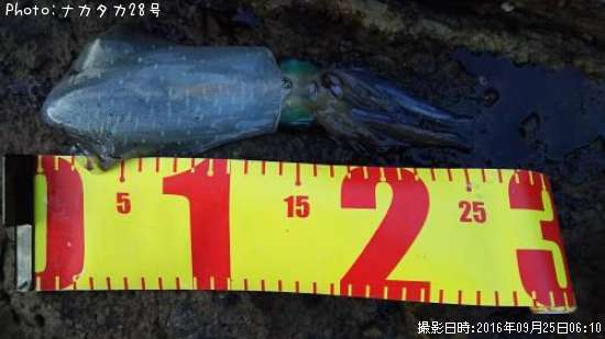 �����ꥤ��