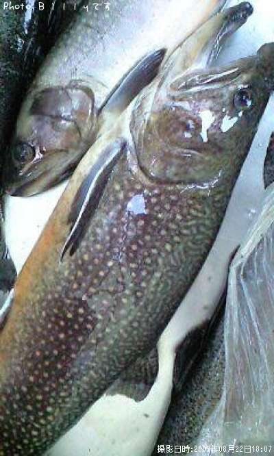 �֥饦��ȥ饦��