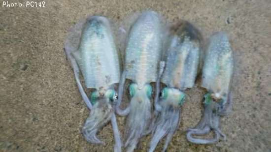 �����ꥤ��