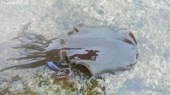 �����ꥤ��