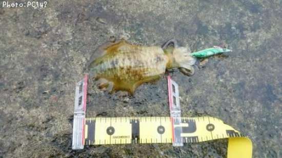 �����ꥤ��