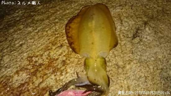 �����ꥤ��