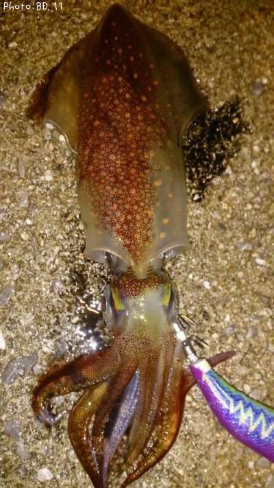 ���󥵥�����