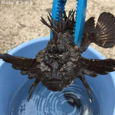 �ϥ������β�ʪ