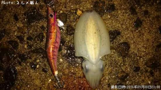 ����䥱����