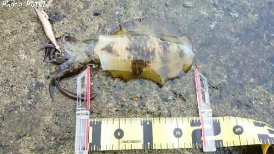 �����ꥤ��