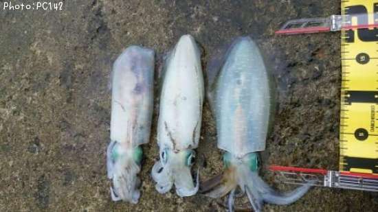 �����ꥤ��