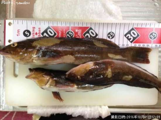 �����ʥ�