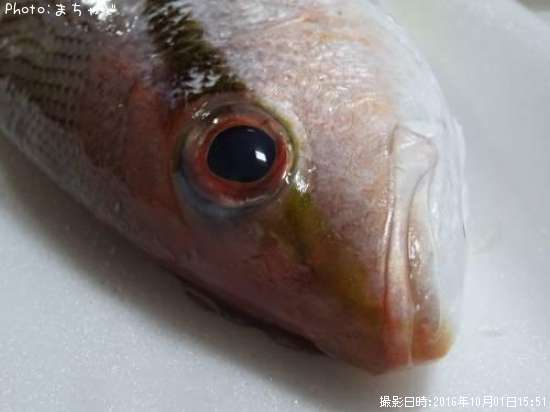 ���ʥ��ӥ������ڥ��ƥե�������