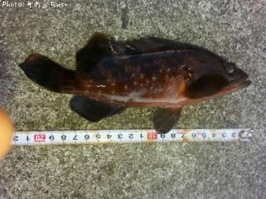 �����ϥ�