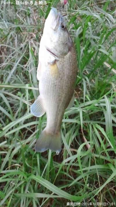 �֥�å��Х�