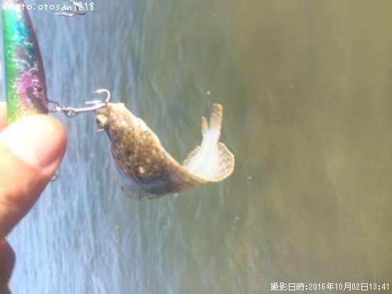 �������쥤