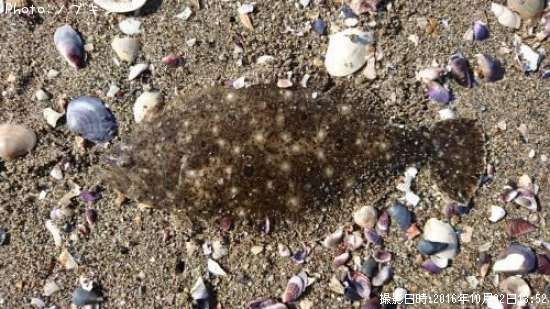 �ҥ��ʥ�����