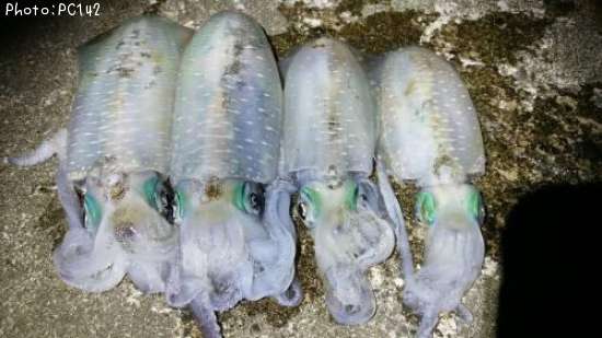 �����ꥤ��