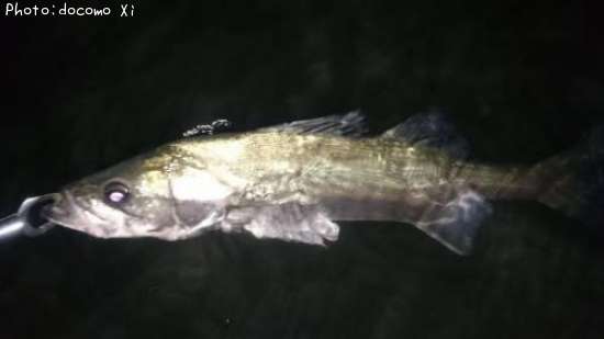 �����Х�