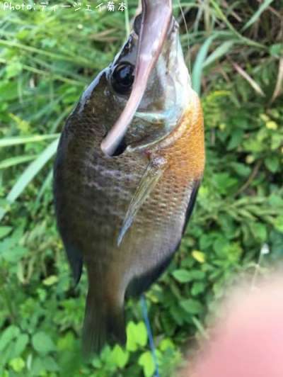 �֥롼����