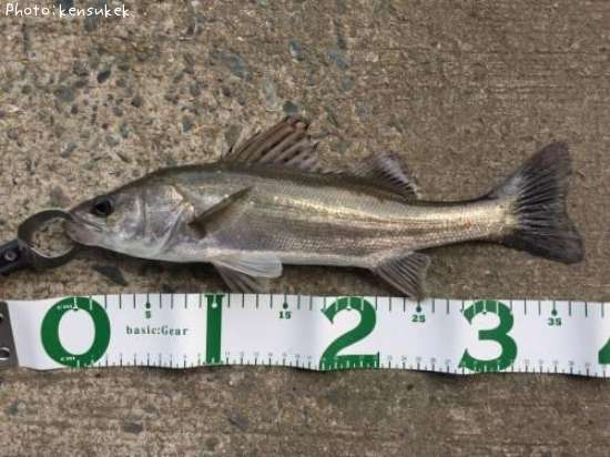 �����Х�